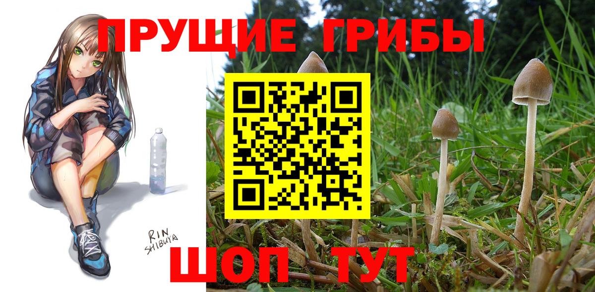 Псилоцибиновые грибы Psilocybe Кумертау